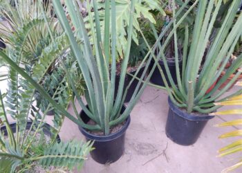 FURCRAEA MACDOUGALII THE TREE FURCREA