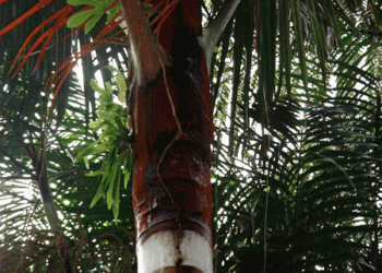 DYPSIS LASTELLIANA THE RED NECK PALM