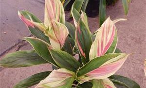 HAWAIIAN TI PLANTS  GREAT COLOR FOR THE GARDEN ASSORTMENT OF NEW VARIETIES AT NURSERY