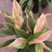 HAWAIIAN TI PLANTS  GREAT COLOR FOR THE GARDEN ASSORTMENT OF NEW VARIETIES AT NURSERY