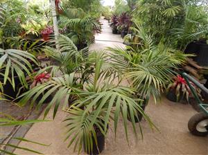 ARCHONTOPHOENIX BEATRICAE AN  UNUSUAL TYPE OF KING PALM