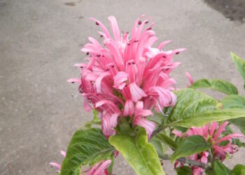 JACOBINIA CARNEA (JUSTICIA CARNEA)