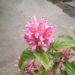 JACOBINIA CARNEA (JUSTICIA CARNEA)
