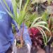 KENTIOPSIS PYRIFORMIS SUPER RARE SINGLE TRUNK PINNATE PALM