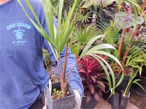 KENTIOPSIS PYRIFORMIS SUPER RARE SINGLE TRUNK PINNATE PALM