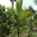KENTIOPSIS OLIVIFORMIS A GREAT CROWN SHAFTED PALM