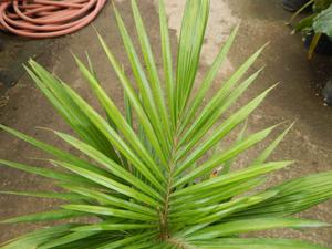 LYTOCARYUM HOENII NEAR EXTINCT SEMI-DWARF PALM FROM BRAZIL