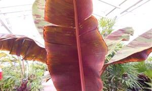 MUSA SUMATRANA HYBRID A NON-FRUITING BANANA CROSSED WITH A FRUITING BANANA
