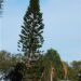 ARAUCARIA HETEROPHYLLA THE NORFOLK ISLAND PINE OR STAR PINE
