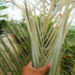 PARAJUBAEA TORALLYI THE SOUTH AMERICAN “COCONUT PALM” PRESENTLY IMPOSSIBLE TO FIND AVAILABLE