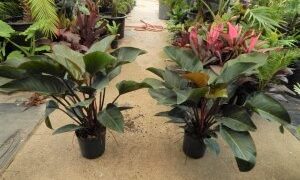 PHILODENDRON RED CONGO AKA “CONGO ROJO”