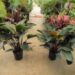 PHILODENDRON RED CONGO AKA “CONGO ROJO”