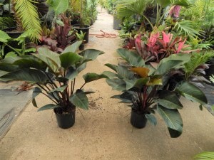 PHILODENDRON RED CONGO AKA “CONGO ROJO”