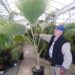 PRITCHARDIA SPECIES OLD AND HUGE 15G PLANTS
