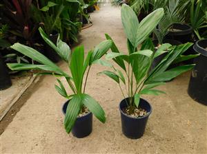 PTYCHOSPERMA ELEGANS THE SOLITAIRE PALM – NATIVE TO AUSTRALIA