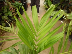 PTYCHOSPERMA SALOMONENSE QUICK GROWING, CROWN SHAFTED
