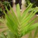 PTYCHOSPERMA SALOMONENSE QUICK GROWING, CROWN SHAFTED