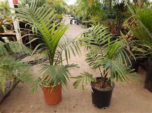 RAVENEA RIVULARIS THE MAJESTY PALM