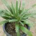 RHAPIDOPHYLLUM HYSTRIX THE NEEDLE PALM