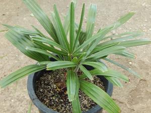 RHAPIDOPHYLLUM HYSTRIX THE NEEDLE PALM