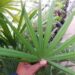 RHAPIS MULTIFIDA A RARE TYPE OF LADY PALM