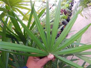 RHAPIS MULTIFIDA A RARE TYPE OF LADY PALM