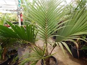 RHOPALOSTYLIS HYBRID SAPIDA X BAUERI