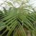 ROYSTONEA REGIA THE CUBAN ROYAL PALM