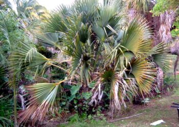SABAL BLACKBURNIANA LARGE AND TALL FAN PALM
