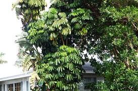 SCHEFFLERA TREE UMBRELLA TREE