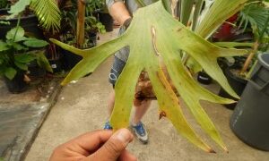 PLATYCERIUM BIFURCATUM THE STAGHORN FERN