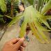 PLATYCERIUM BIFURCATUM THE STAGHORN FERN