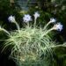TILLANDSIA CLUSTERS MANY AIRPLANTS IN ONE BUNCH