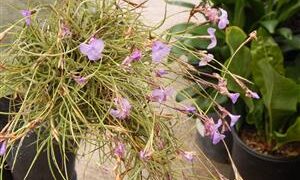 TILLANDSIA MALLEMONTII SPECIES WITH VIOLET BLUE FLOWERS CLUSTERS IN BLOSSOM IN SPRING – SUMMER
