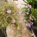 TILLANDSIA MALLEMONTII SPECIES WITH VIOLET BLUE FLOWERS CLUSTERS IN BLOSSOM IN SPRING – SUMMER