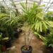 VEITCHIA ARECINA EXOTIC MEDIUM TO TALL PINNATE SUN PALM