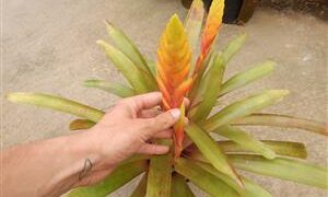 ASSORTED VRIESEAS HYBRIDS BY JOHN ARDEN EXTREMELY RARE TROPICAL PLANTS