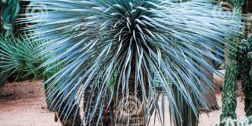 YUCCA ROSTRATA SAPHIRE BLUE SUCCULENT WITH AMAZING COLD HARDINESS