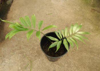 ZAMIA MURICATA