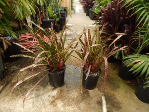 BILBERGIA HALLELUHAY SPOTTED SUN TOLERANT BROMELIAD