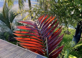 CHAMBEYRONIA HOOKERI THE BLONDE FLAMETHROWER PALM