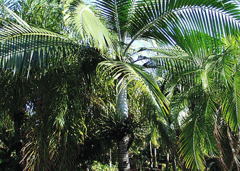 DICTYOSPERMA ALBUM VAR RUBRUM PRINCESS PALM, HURRICANE PALM