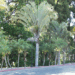DYPSIS DECARYI THE TRIANGLE PALM
