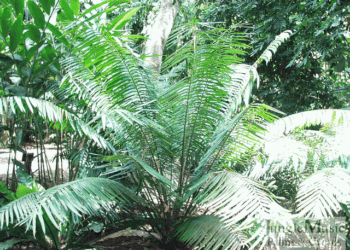 LEPIDOZAMIA HOPEI LEPIDOZAMIA SPECIES WITH WIDER LEAFLETS