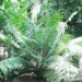 LEPIDOZAMIA HOPEI LEPIDOZAMIA SPECIES WITH WIDER LEAFLETS