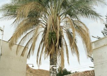 PARAJUBAEA TORALLYI – THE SOUTH AMERICAN “COCONUT PALM”