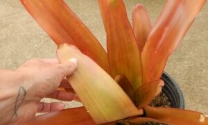 AECHMEA BLANCHETIANA LARGER TYPE OF COLORFUL BROMELIAD