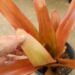 AECHMEA BLANCHETIANA LARGER TYPE OF COLORFUL BROMELIAD