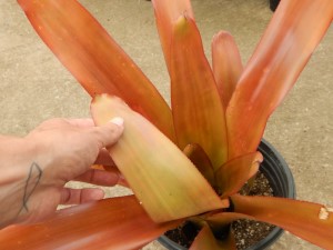 AECHMEA BLANCHETIANA LARGER TYPE OF COLORFUL BROMELIAD
