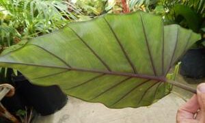 ALOCASIA SUMO HYBRID ALOCASIA – EXOTIC WITH SOME COLD HARDINESS
